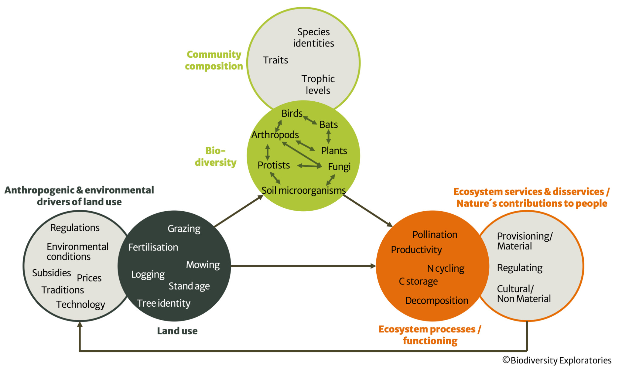 Research Objectives And Background – Biodiversity Exploratories