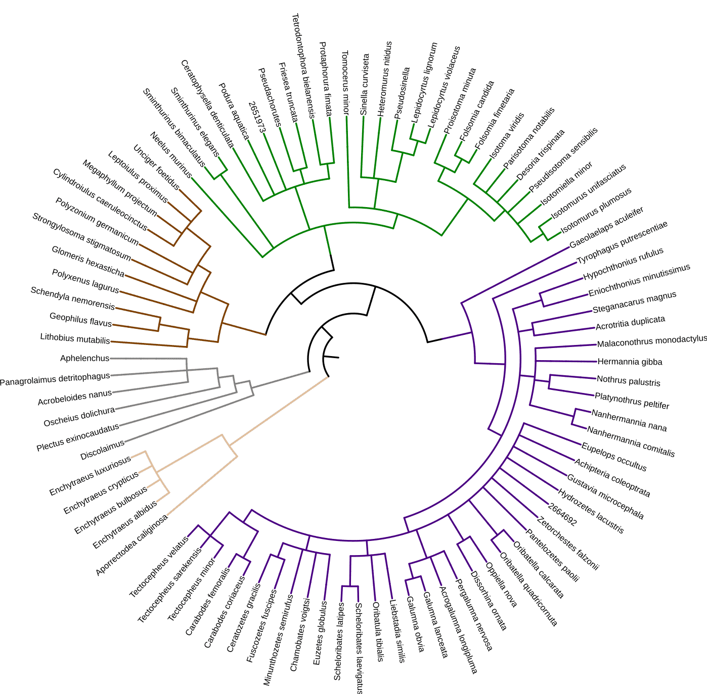 Discovering Collembola biodiversity on grasslands with emerging genomic ...