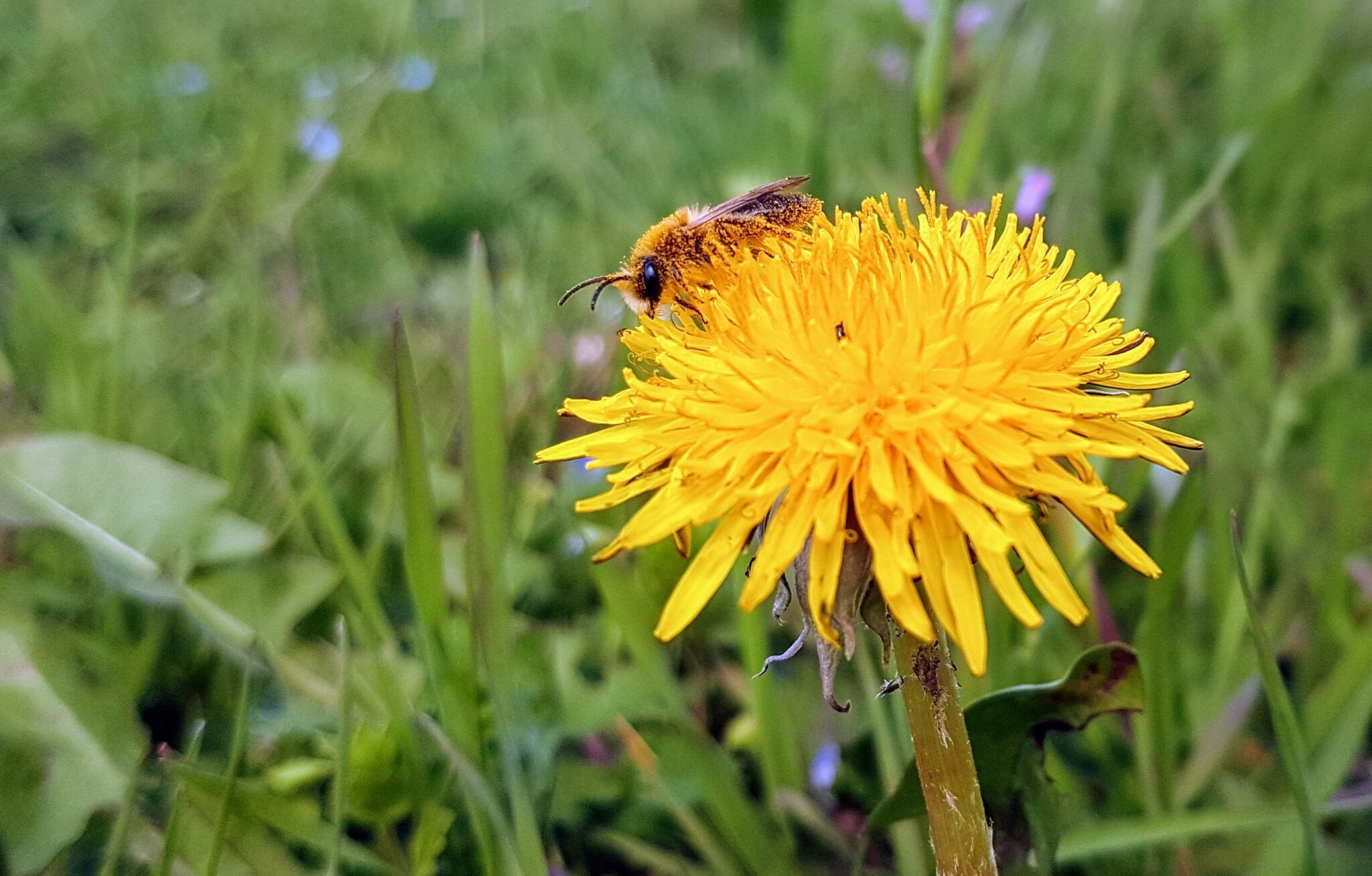 the-effect-of-land-use-on-intra-specific-variation-in-floral-traits-and