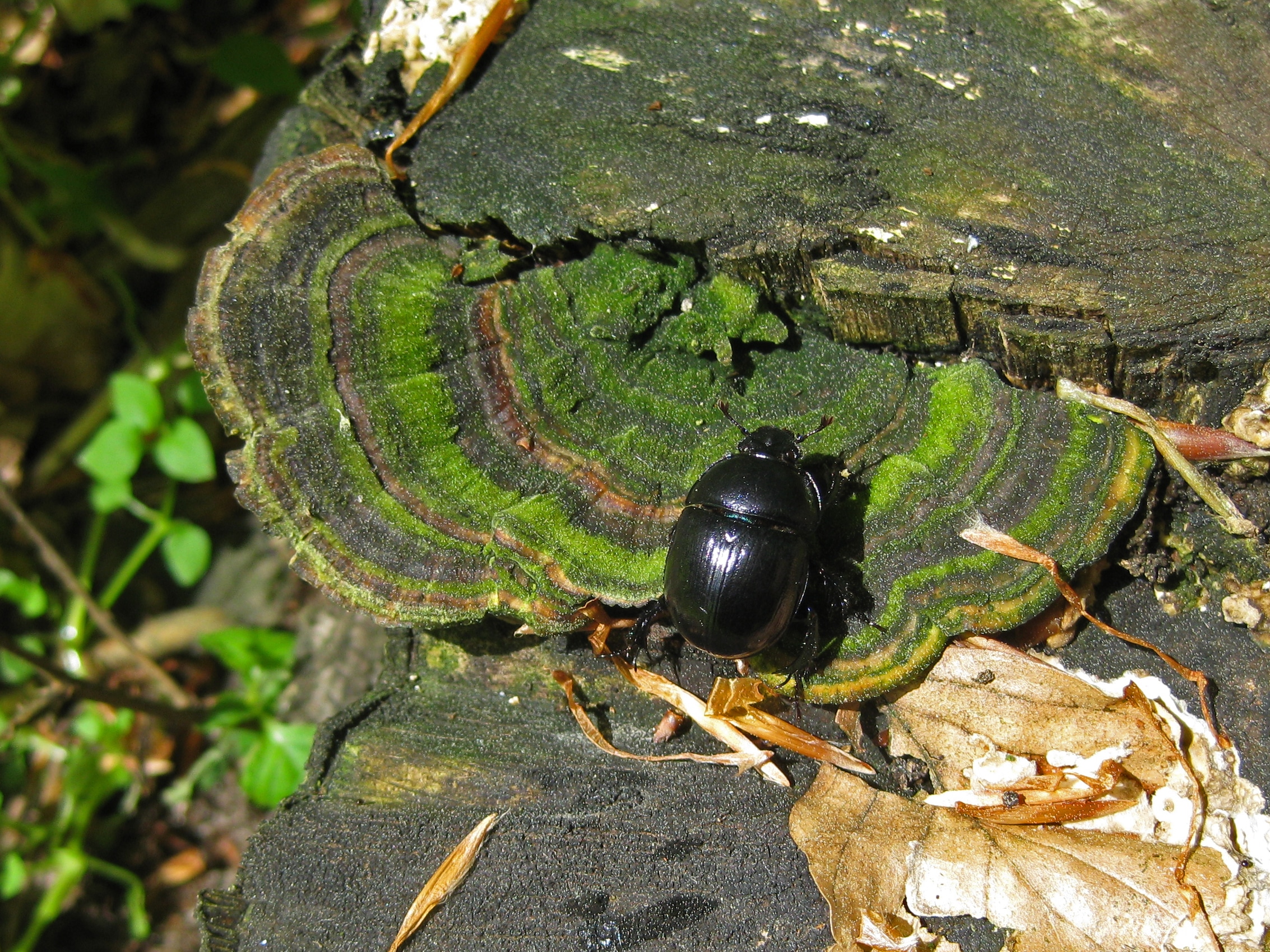 Population Genetics meets Landscape ecology in the Biodiversity ...